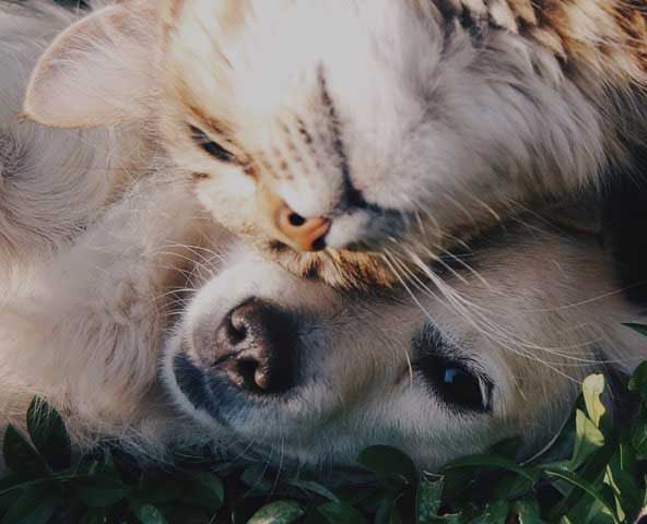 Pets Forever